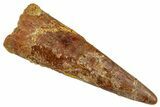 Fossil Pterosaur (Siroccopteryx) Tooth - Morocco #274327-1